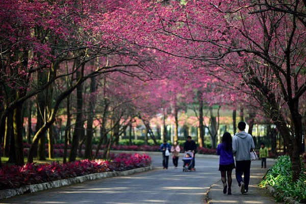 Nantou: Hồ Nhật Nguyệt (từ đầu tháng 2 đến đầu tháng 3) Khá nổi tiếng vì là một trong những điểm ngắm mặt trời lặn đẹp nhất Đài Loan, đây còn là điểm du xuân yêu thích của khách du lịch mỗi mùa hoa anh đào nở, nhuộm hồng cả ngọn đồi sau hồ. Di chuyển: Xuất phát từ ga Gancheng (Railway station) hoặc tàu HSR (Taichung station) đến Nantou, sau đó bắt xe buýt trung chuyển đến hồ Nhật Nguyệt. Nếu đi nhóm từ 4 người trở lên thì nên thuê xe (khoảng 1,5 triệu đồng/ngày/xe) cho tiện. Nantou: Hồ Nhật Nguyệt (từ đầu tháng 2 đến đầu tháng 3) Khá nổi tiếng vì là một trong những điểm ngắm mặt trời lặn đẹp nhất Đài Loan, đây còn là điểm du xuân yêu thích của khách du lịch mỗi mùa hoa anh đào nở, nhuộm hồng cả ngọn đồi sau hồ. Di chuyển: Xuất phát từ ga Gancheng (Railway station) hoặc tàu HSR (Taichung station) đến Nantou, sau đó bắt xe buýt trung chuyển đến hồ Nhật Nguyệt. Nếu đi nhóm từ 4 người trở lên thì nên thuê xe (khoảng 1,5 triệu đồng/ngày/xe) cho tiện.