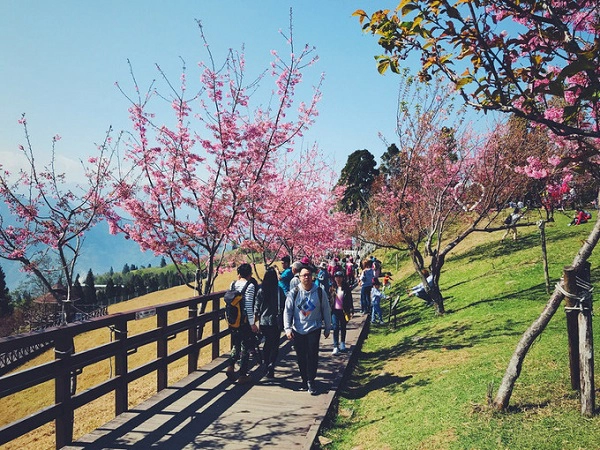 Nantou: Cingjing (từ giữa tháng 2 đến cuối tháng 3) Cũng thuộc Nantou nhưng nằm hướng ngược với hồ Nhật Nguyệt, Cingjing là ngọn đồi nhỏ, hoa đào nở rộ, tiết trời mùa xuân rất mát mẻ, dễ chịu. Vài nhà hàng ở đây thiết kế mô phỏng các pháo đài, thêm bãi cỏ xanh khiến bạn cảm giác như đang lạc vào trời Âu. Di chuyển: Khởi hành từ ga Gancheng hoặc HSR Taichung station hay ga Puli đều được. Sau đó bắt xe buýt đến Songgang (Cingjing Farm). Lưu ý, nhân viên ở đây hầu hết là người bản xứ, ít sử dụng tiếng Anh. Nantou: Cingjing (từ giữa tháng 2 đến cuối tháng 3) Cũng thuộc Nantou nhưng nằm hướng ngược với hồ Nhật Nguyệt, Cingjing là ngọn đồi nhỏ, hoa đào nở rộ, tiết trời mùa xuân rất mát mẻ, dễ chịu. Vài nhà hàng ở đây thiết kế mô phỏng các pháo đài, thêm bãi cỏ xanh khiến bạn cảm giác như đang lạc vào trời Âu. Di chuyển: Khởi hành từ ga Gancheng hoặc HSR Taichung station hay ga Puli đều được. Sau đó bắt xe buýt đến Songgang (Cingjing Farm). Lưu ý, nhân viên ở đây hầu hết là người bản xứ, ít sử dụng tiếng Anh.