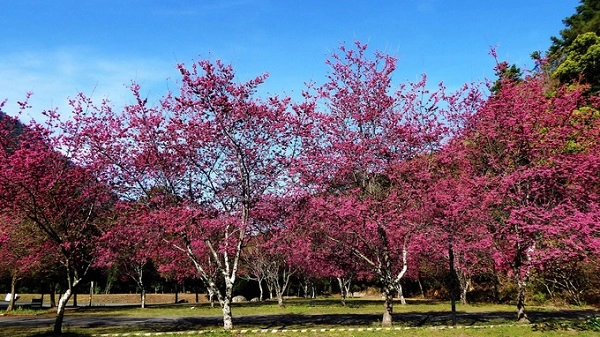 Aowanda (từ đầu tháng 2 đến giữa tháng 3) Thuộc thị trấn Renai ở Nantou, gần Cịngjing, Aowanda khá nổi tiếng với người dân địa phương vì là điểm ngắm hoa anh đào vào những ngày đầu xuân ấm áp. Tản bộ ở đây, bạn sẽ bắt gặp những dòng suối nhỏ mát lành cạnh các gốc cây anh đào, trở thành điểm dã ngoại lý tưởng. Di chuyển: Bắt xe buýt đến Nantou, từ Đài Trung hoặc thuê xe (nếu đi nhóm 4 - 8 người). Bạn nên dò thật kỹ lịch xe chạy bởi không có nhiều chuyến trong ngày dù là mùa cao điểm. Aowanda (từ đầu tháng 2 đến giữa tháng 3) Thuộc thị trấn Renai ở Nantou, gần Cịngjing, Aowanda khá nổi tiếng với người dân địa phương vì là điểm ngắm hoa anh đào vào những ngày đầu xuân ấm áp. Tản bộ ở đây, bạn sẽ bắt gặp những dòng suối nhỏ mát lành cạnh các gốc cây anh đào, trở thành điểm dã ngoại lý tưởng. Di chuyển: Bắt xe buýt đến Nantou, từ Đài Trung hoặc thuê xe (nếu đi nhóm 4 - 8 người). Bạn nên dò thật kỹ lịch xe chạy bởi không có nhiều chuyến trong ngày dù là mùa cao điểm.