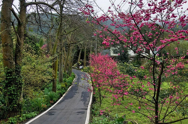 Taipingshan National Forest Recreation Area (đầu tháng 2 đến cuối tháng 2) Đây là một trong 3 khu rừng lớn nhất (cùng với Alishan và Baxianshan), nên nó được ví như thiên đường trên mặt đất ở Đài Loan. Đến đây, du khách không chỉ được ngắm hoa anh đào mà còn được tắm suối nước nóng thư giãn. Di chuyển: Từ Đài Bắc, bạn có thể bắt tàu đến ga Yinlan, rồi đi xe trung chuyển đến Taipingshan. Taipingshan National Forest Recreation Area (đầu tháng 2 đến cuối tháng 2) Đây là một trong 3 khu rừng lớn nhất (cùng với Alishan và Baxianshan), nên nó được ví như thiên đường trên mặt đất ở Đài Loan. Đến đây, du khách không chỉ được ngắm hoa anh đào mà còn được tắm suối nước nóng thư giãn. Di chuyển: Từ Đài Bắc, bạn có thể bắt tàu đến ga Yinlan, rồi đi xe trung chuyển đến Taipingshan.