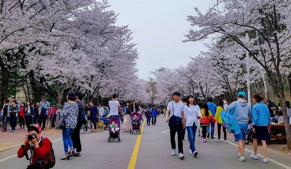 Incheon: 9 - 15/4  Từ sân bay quốc tế Incheon, du khách không cần di chuyển xa mới tìm được một lễ hội hoa anh đào, bởi ngay công viên lớn Incheon cũng là một điểm lý tưởng. Từ Incheon, thực hiện một chuyến du lịch trong ngày tới Seoul cũng là ý tưởng không tồi. Ảnh: mariamimay.