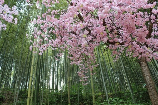 Gwangju: 29/3 - 5/4  Thời tiết mùa xuân ở đây rất thuận lợi cho du khách dạo bộ trong khu rừng tre Jukokwon. Xen lẫn trong rừng tre trúc xanh mát là những cây anh đào ra hoa hồng thắm. Du khách hãy tìm đến công viên Sajik để khám phá các phong cảnh thiên nhiên tươi đẹp khác. Ảnh: flickr.