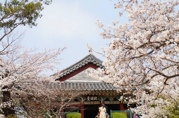 Gangwon-do: nửa đầu tháng 4  Nếu du khách không chỉ muốn khám phá Seoul, hãy đến với đảo Nami đúng thời điểm đẹp thơ mộng này cùng người thương. Bạn sẽ được trải nghiệm dạo bộ trên những lối mòn trồng đầy hoa hai bên, ăn uống và ngắm các tán hoa nở rộ. Ngoài Nami, ở Gangwon-do du khách có thể tham gia vào lễ hội hoa anh đào Gyeongpo. Để ngắm hoa anh đào theo cách khác biệt, du khách có thể mua vé đi cáp treo lên đỉnh núi Seorak và vào thăm đền Naksansa. Ảnh: facebook.