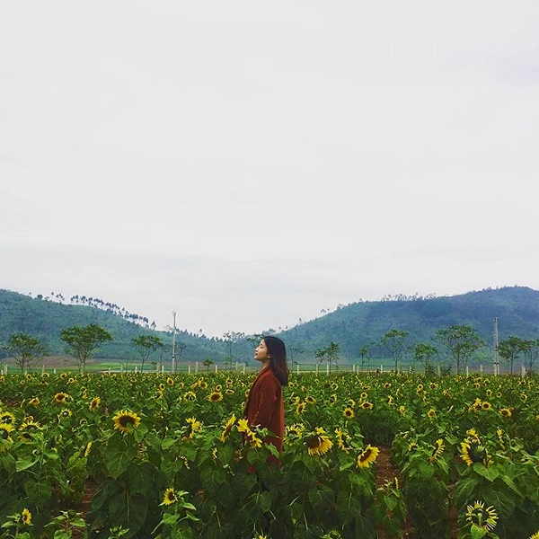 Năm nay, thời tiết ở Nghệ An trở lạnh nên hoa nở muộn hơn. Giữa tháng 1, hoa mới bắt đầu nở rộ. Nhiều bạn trẻ đã đổ xô đến cánh đồng hoa để chụp ảnh.Ảnh: Kim Jung. Năm nay, thời tiết ở Nghệ An trở lạnh nên hoa nở muộn hơn. Giữa tháng 1, hoa mới bắt đầu nở rộ. Nhiều bạn trẻ đã đổ xô đến cánh đồng hoa để chụp ảnh.Ảnh: Kim Jung.