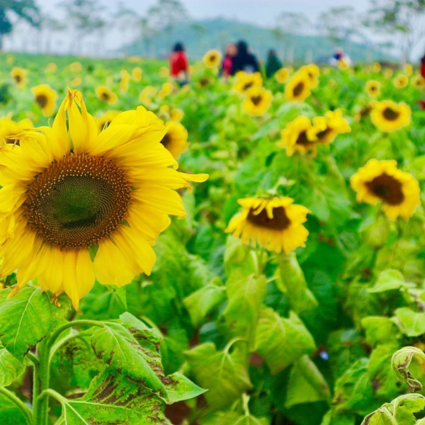 Anh Lê Thành Nhân, du khách đến từ TP HCM chia sẻ hai năm trở lại, anh đều đến Nghệ An để chụp ảnh hoa hướng dương cùng vài người bạn thân. Anh Lê Thành Nhân, du khách đến từ TP HCM chia sẻ hai năm trở lại, anh đều đến Nghệ An để chụp ảnh hoa hướng dương cùng vài người bạn thân.