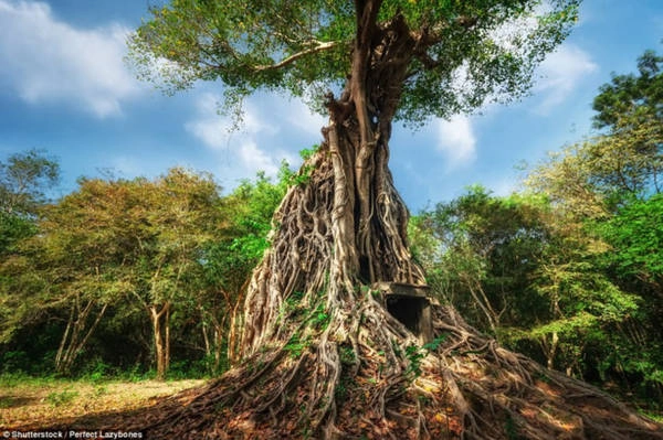Sambor Prei Kuk - hay còn gọi là "ngôi đền trong rừng rậm" ở Campuchia - mới được UNESCO công nhận là di sản văn hóa thế giới. Ảnh: Shutterstock. Sambor Prei Kuk - hay còn gọi là "ngôi đền trong rừng rậm" ở Campuchia - mới được UNESCO công nhận là di sản văn hóa thế giới. Ảnh: Shutterstock.