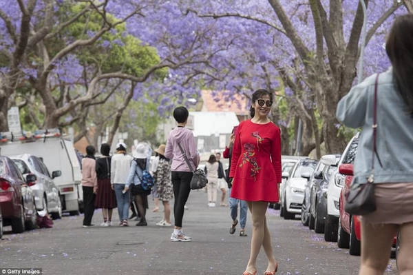 North Shore: Khu vực Lavender Bay, Greenwich, Waverton, Hunters Hill. Woolwich, Logueville và Wollstonecraft ở North Shore là những nơi có phượng tím nở đẹp. Bạn có thể tổ chức đi picnic đến các địa điểm này, ngồi ăn uống dưới tán phượng tím.