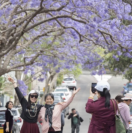 Inner Sydney: Du khách nên ghé thăm cây phượng tím khổng lồ ở Đại học Sydney. Đây là một trong những cây phượng tím nổi tiếng nhất ở thành phố này. Các khu ngoại ô như Glebe, Camperdown, Erkinseville cũng là những nơi rất đáng để ghé qua.