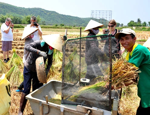 Du khách ngoại say mê đồng lúa Việt Nam