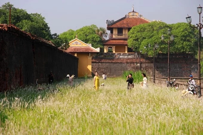 Những ngày qua, hoa cỏ tranh trong Đại Nội Huế (Thừa - Thiên Huế) nở trắng, hấp dẫn nhiều người tìm đến chụp ảnh "sống ảo". Cỏ tranh thường nở hoa vào cuối tháng 9 và tháng 10 hàng năm.