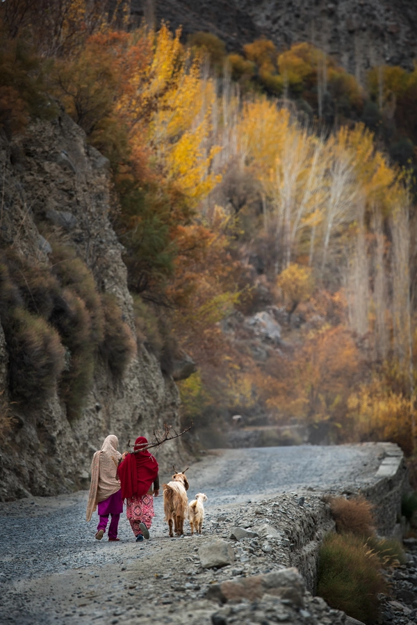 Người dân Pakistan buổi sáng thường đưa dê lên núi cho ăn, tối lại đưa về chuồng. Người dân Pakistan buổi sáng thường đưa dê lên núi cho ăn, tối lại đưa về chuồng.