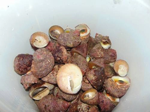 Trên Cồn Cỏ hải sản phổ biến là ốc nón, ốc thổ, cua đồi... Trên Cồn Cỏ hải sản phổ biến là ốc nón, ốc thổ, cua đồi...