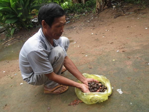 Mớ ốc anh Tài săn được sau một đêm trên núi Cấm - Ảnh: Hoài Vũ Mớ ốc anh Tài săn được sau một đêm trên núi Cấm - Ảnh: Hoài Vũ