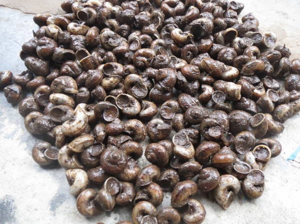 Ốc núi vừa bắt được trên núi Cấm thuộc ấp Tà Lọt, xã An Hảo - Ảnh: Hoài Vũ Ốc núi vừa bắt được trên núi Cấm thuộc ấp Tà Lọt, xã An Hảo - Ảnh: Hoài Vũ