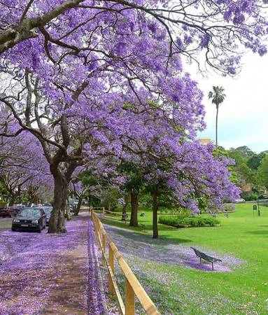 Trong khi khắp nơi chuẩn bị sang đông thì thời gian này Australia đang là mùa xuân. Khắp nơi tràn ngập sắc tím của phượng - loài hoa đặc trưng cho mùa xuân của xứ sở chuột túi. Tuy nhiên, phượng tím (Jacaranda) lại có nguồn gốc từ Nam Mỹ. Ảnh: bluejaicreative Trong khi khắp nơi chuẩn bị sang đông thì thời gian này Australia đang là mùa xuân. Khắp nơi tràn ngập sắc tím của phượng - loài hoa đặc trưng cho mùa xuân của xứ sở chuột túi. Tuy nhiên, phượng tím (Jacaranda) lại có nguồn gốc từ Nam Mỹ. Ảnh: bluejaicreative