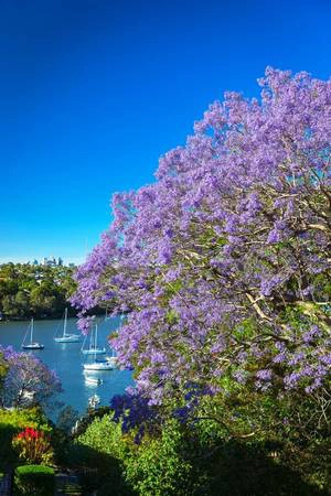 Ngoài Australia, loài cây này cũng được trồng ở một số nước khác như Nam Phi, Mexico, Singapore và Đà Lạt (Việt Nam). Ảnh: Gardenclinic Ngoài Australia, loài cây này cũng được trồng ở một số nước khác như Nam Phi, Mexico, Singapore và Đà Lạt (Việt Nam). Ảnh: Gardenclinic