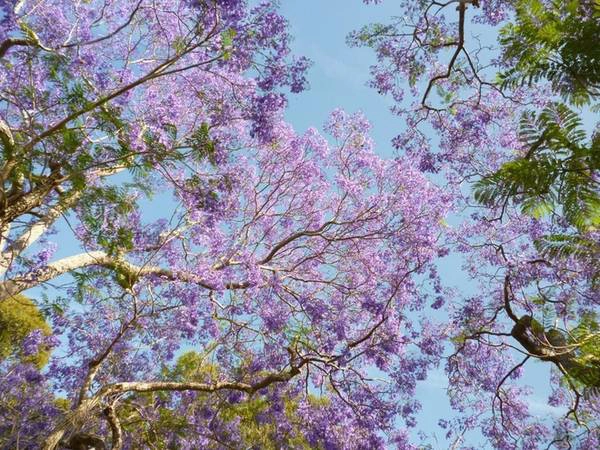 Sắc tím nổi bật trên nền trời trong xanh. Ảnh: Sydneylivingmuseums Sắc tím nổi bật trên nền trời trong xanh. Ảnh: Sydneylivingmuseums
