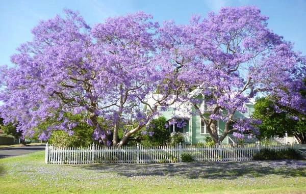 Meroogal - ngôi nhà xây dựng năm 1880, được coi như một bảo tàng sống ở Sydney. Qua 4 thế hệ sinh sống, đây là nơi du khách có thể tìm hiểu về cuộc sống của một gia đình trong cộng đồng bờ biển phía nam. Tới đây thời gian này, bạn cũng sẽ được chiêm ngưỡng vẻ đẹp quyến rũ của những cây phượng tím trước nhà. Ảnh: Sydneylivingmuseums Meroogal - ngôi nhà xây dựng năm 1880, được coi như một bảo tàng sống ở Sydney. Qua 4 thế hệ sinh sống, đây là nơi du khách có thể tìm hiểu về cuộc sống của một gia đình trong cộng đồng bờ biển phía nam. Tới đây thời gian này, bạn cũng sẽ được chiêm ngưỡng vẻ đẹp quyến rũ của những cây phượng tím trước nhà. Ảnh: Sydneylivingmuseums