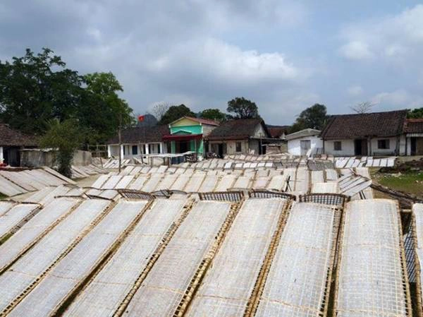 Những giàn bánh tráng màu trắng phủ kín sân vườn. Ảnh: Huyền Trần.