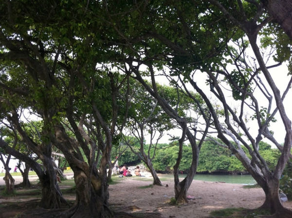 Bán đảo xanh - Ảnh: Thủy Trần Bán đảo xanh - Ảnh: Thủy Trần