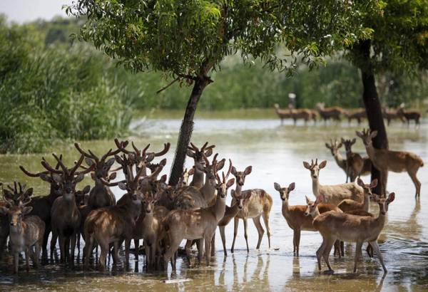 Các loại động vật hoang dã bên trong vườn thú Safari World. Ảnh: ibtimes.com