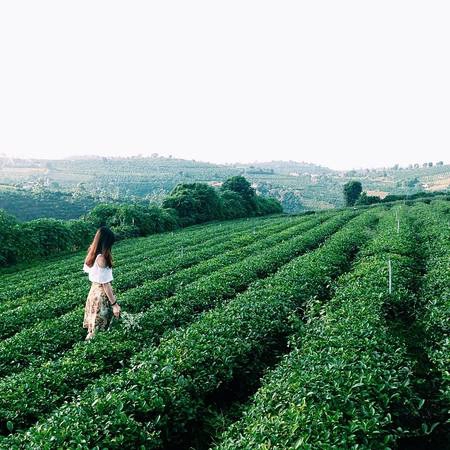 Chỉ là một màu xanh non mộc mạc, nằm lặng lẽ trong gió núi khi mát lành khi se lạnh nhưng đồi chè Bảo Lộc bao giờ cũng khắc ghi nơi tâm trí du khách bằng một màu xanh ấn tượng khó quên. Ảnh:@bong.cham.bi