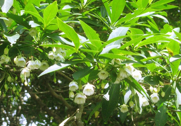 den-thac-do-tranh-nang-mua-he-ivivu-5