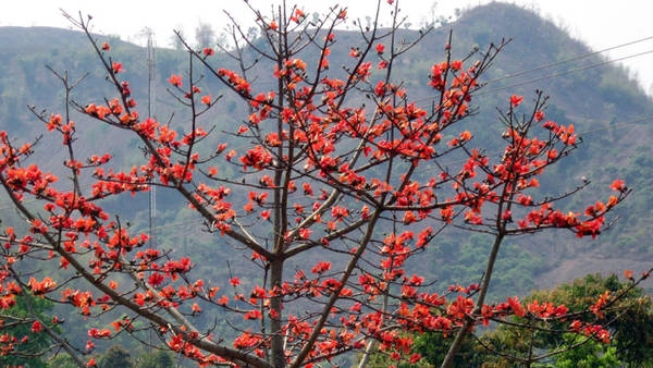 Hoa pơ lang nở rực rỡ ở Buôn Ma Thuột. Ảnh: ST Hoa pơ lang nở rực rỡ ở Buôn Ma Thuột. Ảnh: ST