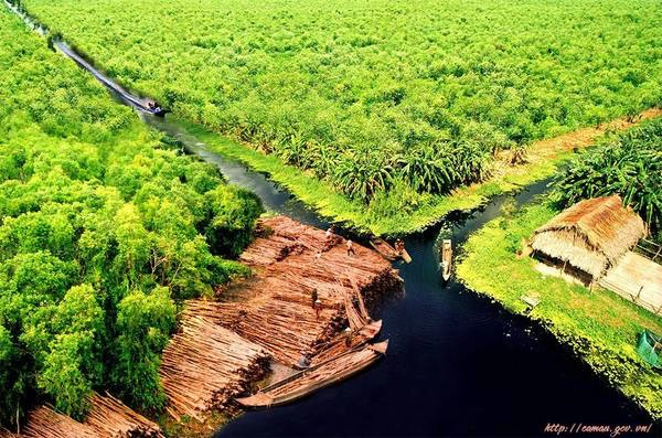 Rừng U Minh: Nằm tiếp giáp với vịnh Thái Lan, được xếp vào quần thể rừng quý hiếm và phong phú, với hơn 250 loài thực vật và nhiều loại chim quý. Đây cũng là nơi những mẩu chuyện về bác Ba Phi ra đời. Ảnh: camau.gov.vn