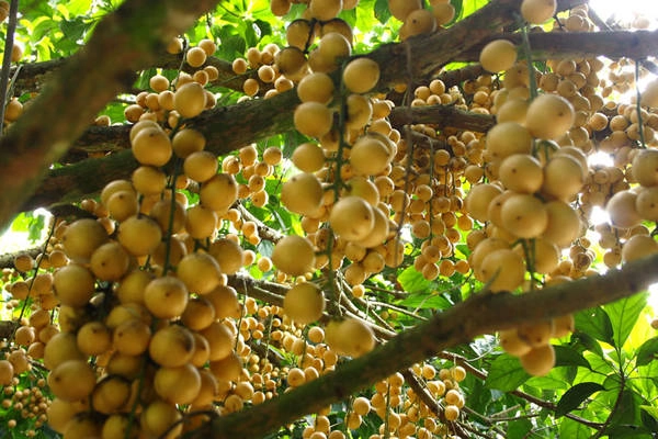 Vườn dâu Cái Tàu: Nằm ở xã Nguyễn Phích, huyện U Minh. Đây là xứ sở của hàng ngàn cây dâu. Du khách nên đi trên những chiếc xuồng ba lá, luồn lách qua những con rạch nhỏ để thưởng ngoạn cảnh sắc bình yên và thưởng thức những trái dâu thơm ngọt trong tầm tay với. Ảnh: laodong.com.vn