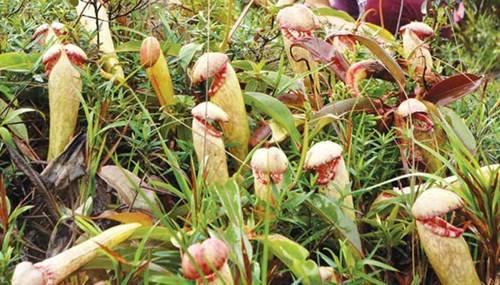 Cánh đồng cây nắp ấm