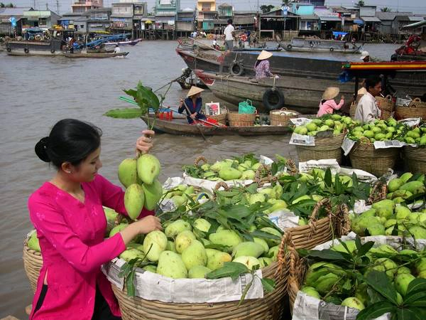 Cần Thơ cũng là vựa trái cây lớn của miền Tây. Ảnh: cungbandulich Cần Thơ cũng là vựa trái cây lớn của miền Tây. Ảnh: cungbandulich