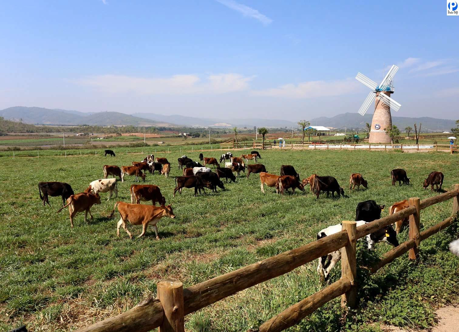 da-lat-milk-farm-ivivu-3