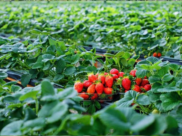 Dâu tây được trồng lấy trái ở vùng ôn đới. Với mùi thơm hấp dẫn cùng vị dâu ngọt lẫn chua nên dâu tây rất được ưa chuộng. Ở Việt Nam, khí hậu mát mẻ của miền núi Đà Lạt là môi trường thích hợp với việc canh tác dâu nên loại trái cây này được xem là đặc sản của vùng cao nguyên này. Ảnh: dalatnews.vn
