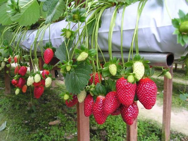 Dâu Đà Lạt nổi tiếng bởi sự ngon và đẹp mắt, từng quả mọng chín đỏ phất phơ trong tiết trời se lạnh. Vào khoảng cuối mùa đông và đầu mùa xuân là mùa rộ của dâu tây. Đi đến đâu cũng thấy dâu tây đỏ ngập cả một khoảng đất trông vô cùng rực rỡ. Ảnh: Đà Lạt trong tôi