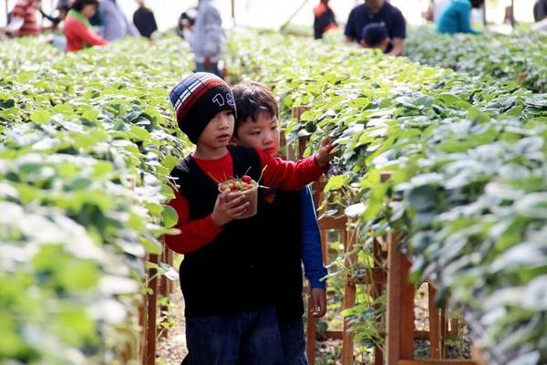 Dâu được trồng quanh năm và rộ nhất vào mùa xuân. Khi vào thăm vườn, du khách sẽ được tự tay lựa chọn những quả dâu chín mọng, tươi ngon nhất, hơn nữa bạn cũng có thể ăn thử mà không bị tính phí. Ảnh: Dulichbui
