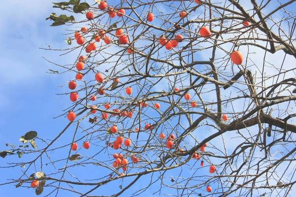 Trái hồng vừa thơm vừa ngọt. Trái hồng vừa thơm vừa ngọt.