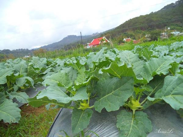 Ruộng su hào tươi tốt. Ruộng su hào tươi tốt.