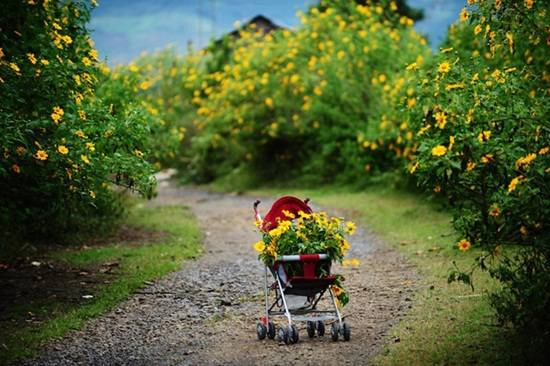 Du khách du lịch Đà Lạt rất dễ phải lòng vẻ đẹp kiêu sa pha chút hoang dại của loài hoa này.