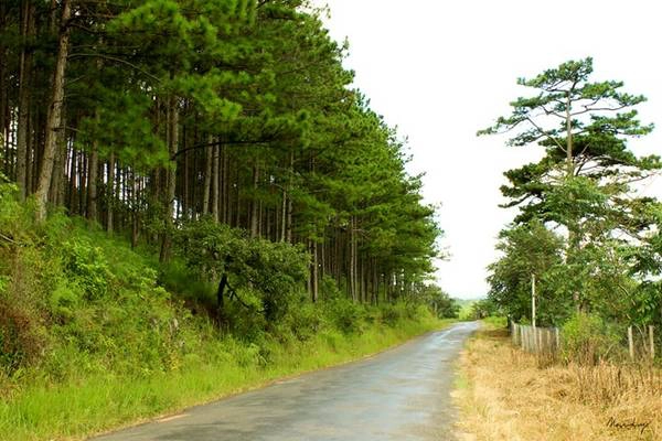 Đồi chè Cầu Đất là nơi cao nhất khi qua đèo D'Ran. Từ đây bạn sẽ bắt đầu thả đèo về lại Trại Mát, hướng về trung tâm thành phố. Trên đường về mình cũng đi qua một con đèo nữa, đẹp không kém D'Ran.
