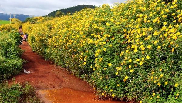 Hoa dã quỳ nở trên cung đường đất đỏ bazan, nơi người nông dân ra vườn, lên rẫy. Hoa dã quỳ nở trên cung đường đất đỏ bazan, nơi người nông dân ra vườn, lên rẫy.