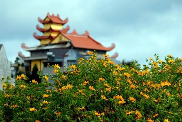 Dã quỳ bung sắc mọi nơi, bên một ngôi chùa trầm mặc cổ kính. Dã quỳ bung sắc mọi nơi, bên một ngôi chùa trầm mặc cổ kính.