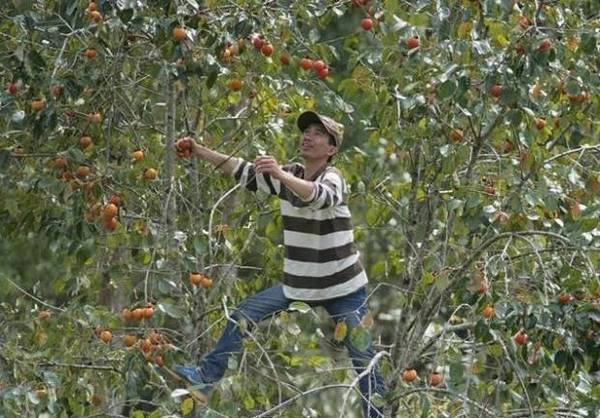 Không những được ngắm lá phong đang mùa thay sắc lá, bạn còn tham gia được các hoạt động nông trại như hái hồng, đào khoai lang, hái dâu... Không những được ngắm lá phong đang mùa thay sắc lá, bạn còn tham gia được các hoạt động nông trại như hái hồng, đào khoai lang, hái dâu...