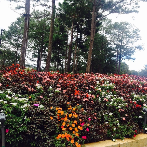 Ảnh: tranmaihuonggiang