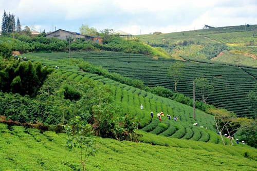 Thời điểm tham quan đồi chè Cầu Đất đẹp nhất là những tháng cuối năm.