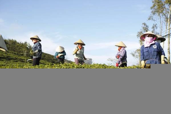 Tan-huong-thien-nhien-trong-lanh-noi-doi-che-Da-Lat-ivivu-10