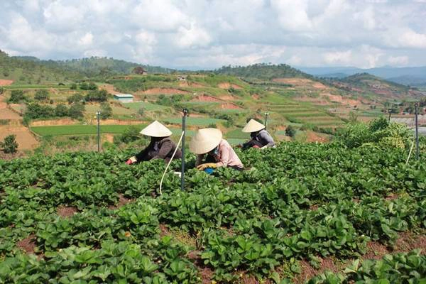 Thu hoạch dâu buổi sớm Thu hoạch dâu buổi sớm