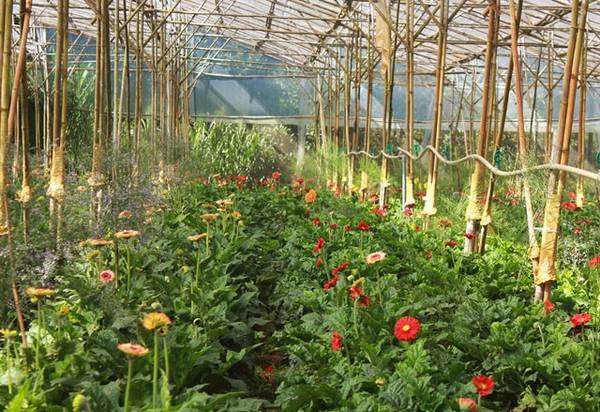 Vạn Thành là một trong ba làng hoa nổi tiếng ở Đà Lạt Vạn Thành là một trong ba làng hoa nổi tiếng ở Đà Lạt