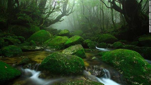 Yakushima, Nhật Bản: Trên đảo Yakushima, hẻm núi Shiratani Unsuikyo với hệ sinh thái trù phú, nguyên sơ đã tạo cảm hứng cho bộ phim “Công chúa sói” của hãng Ghibil. Tới đây, du khách có thể khám phá những khu rừng, tắm suối nước nóng, gắm cá heo, hay thư giãn trong các spa cao cấp.