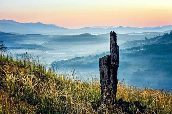 Rừng thông trong màn mây và những gì còn lại - Ảnh: Cao Cát Rừng thông trong màn mây và những gì còn lại - Ảnh: Cao Cát